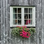 A white window with pink and white flowers underneath on a beautiful grey wood building at Inderdalen Farm.