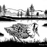 A black-and-white drawing of the bird, “Brushane”, walking in front of the lake, Stormyrbassenget.