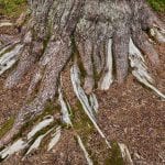 The big and powerful roots of the big and majestic pine tree, “Storfurua”.