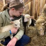 Young girl cuddling with new-born lambs inside a shed filled with sheep.