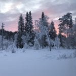 Trees and branches covered in snow in a white landscape, with a beautiful pink sunset on the sky.