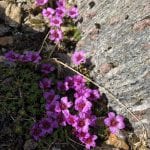 Purple saxifrage, Nordland counties flower, growing between rocks in the mountains.