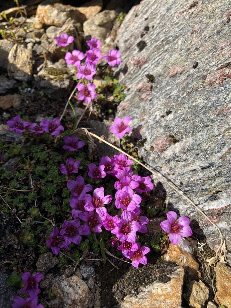 Purple saxifrage, Nordland counties flower, growing between rocks in the mountains.