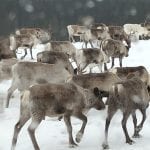 Lots of reindeers walking in a group on a snowy winter day.